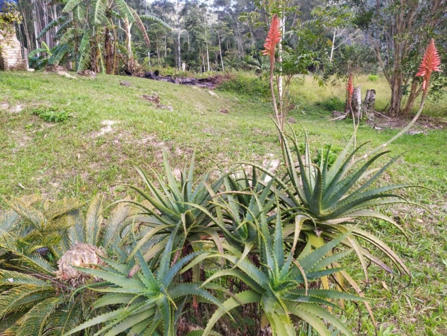 Sítio - Venda - Guabiruba - SC - Lageado Alto - 1